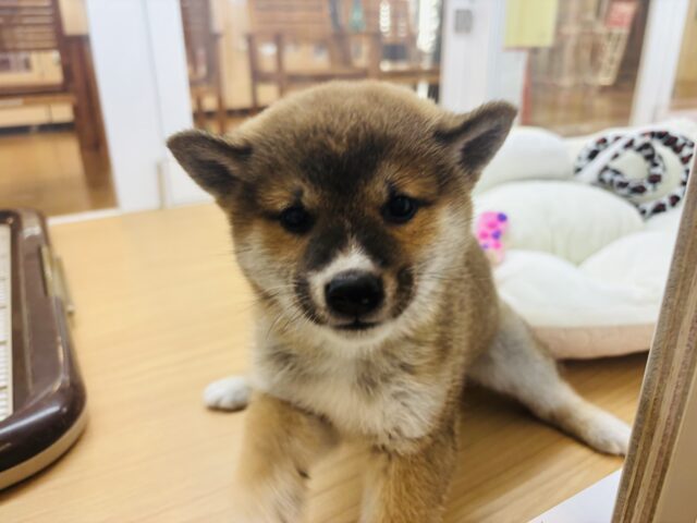 柴犬