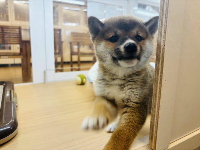 柴犬