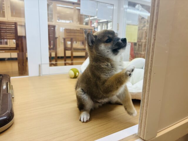 柴犬