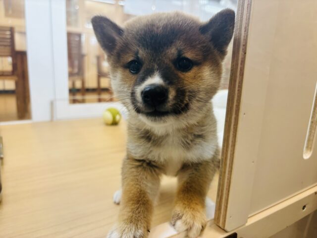 柴犬