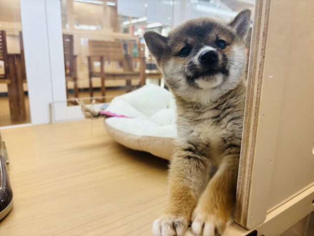 柴犬