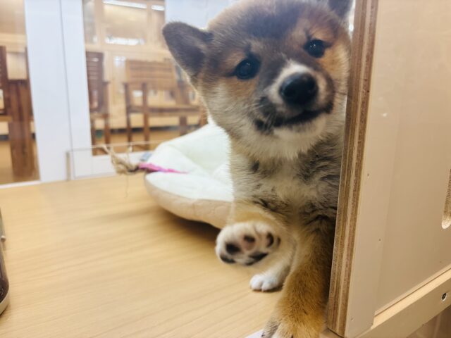 柴犬