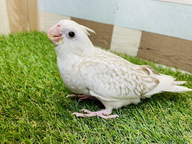 シナモンカラーのパール模様が可愛すぎっ😍オカメインコのホワイトフェイスシナモンパールパイド！！