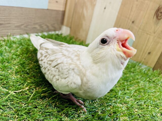 オカメインコ