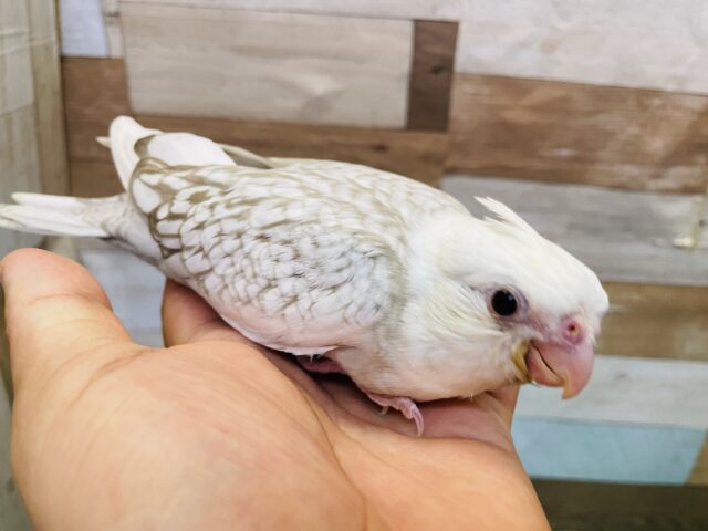 オカメインコ