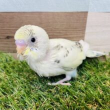 あわ〜いお色に黒い模様が美しい✨セキセイインコの四色ハルクイン！！