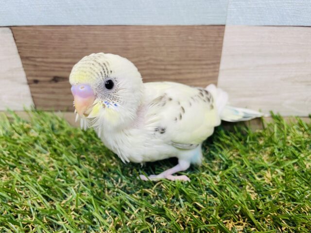 あわ〜いお色に黒い模様が美しい✨セキセイインコの四色ハルクイン！！