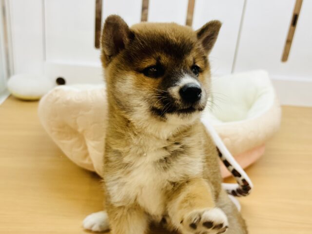 柴犬