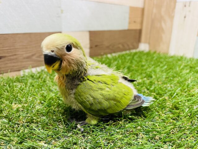 コザクラインコ（小桜インコ）