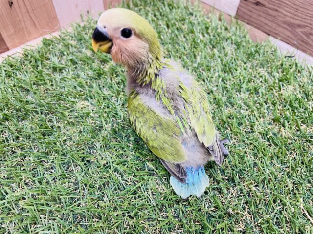 コザクラインコ（小桜インコ）