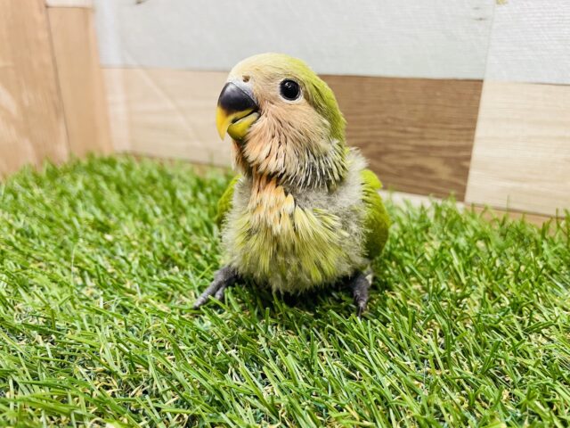 コザクラインコ（小桜インコ）