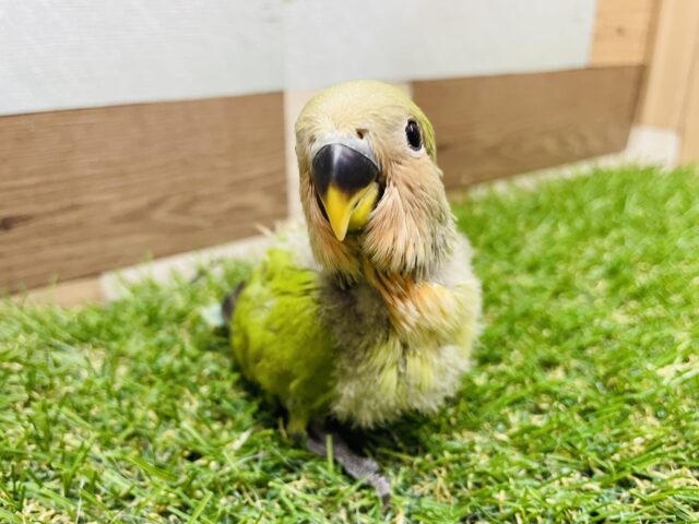 コザクラインコ（小桜インコ）