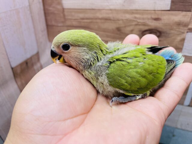 コザクラインコ（小桜インコ）