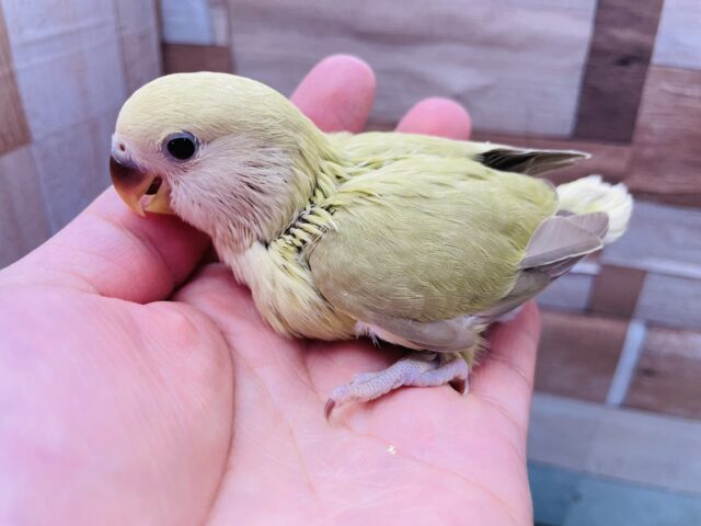 コザクラインコ（小桜インコ）