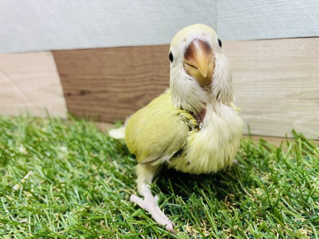 コザクラインコ（小桜インコ）