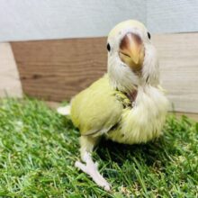 オファー ペットのデパート東葛 鳥リスト