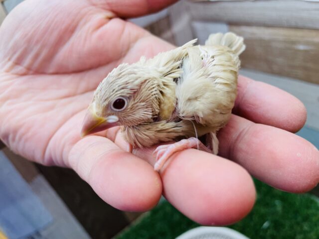 シナモン文鳥