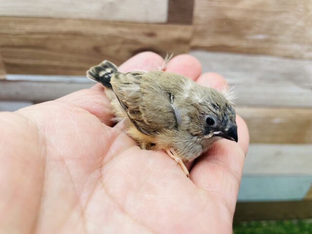 錦花鳥（キンカチョウ）