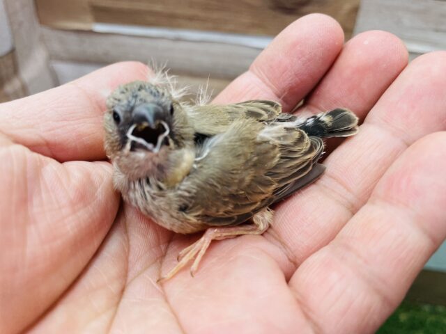 錦花鳥（キンカチョウ）