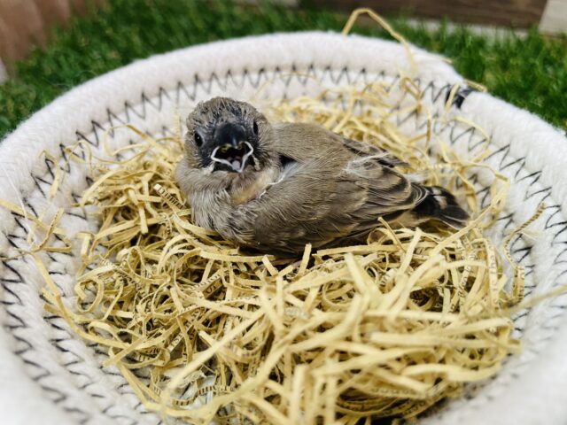 錦花鳥（キンカチョウ）