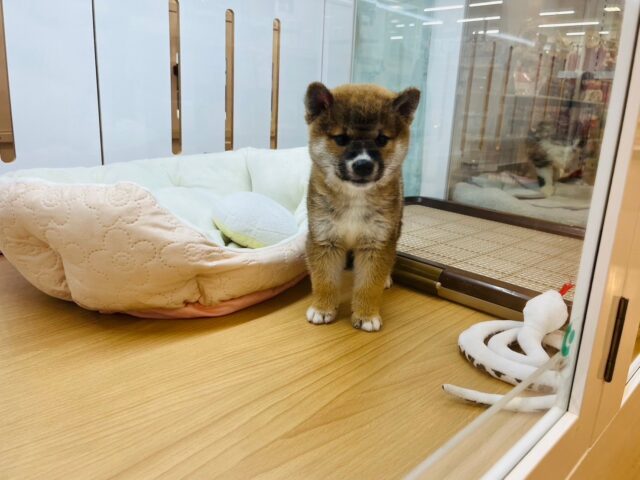 柴犬