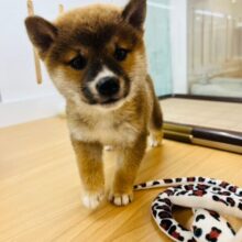 むちむちボディーに魅了されて…♥柴犬くん！