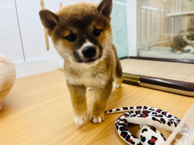 むちむちボディーに魅了されて…♥柴犬くん！