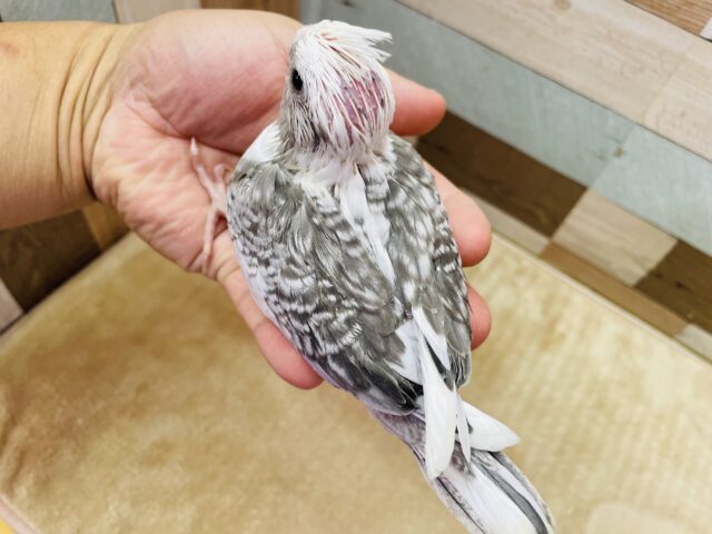 オカメインコ