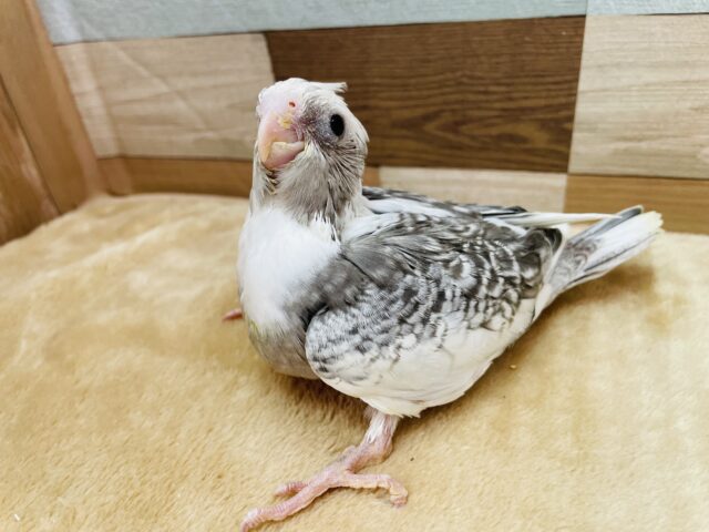 オカメインコ