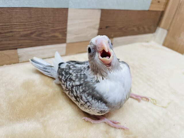 オカメインコ