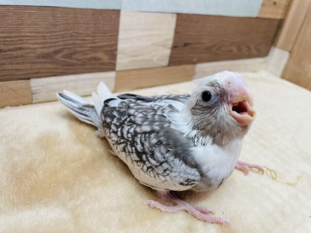 オカメインコ