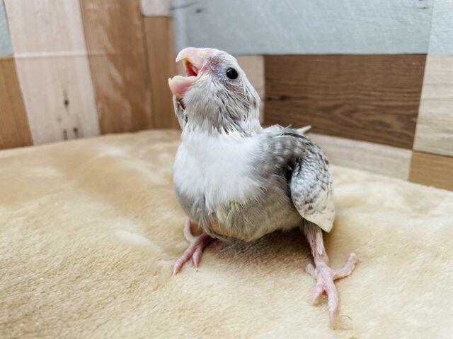 オカメインコ