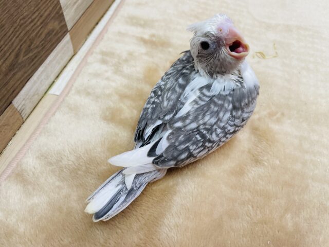 オカメインコ