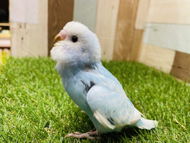 最新画像あります🩵水色好きにはたまらない可愛さです🩵爽やかさNo.1のセキセイインコ（スパングル）