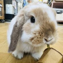 2/15更新☆血統書付き✴︎お人形級の可愛さ‼︎♡ロップイヤーの男の子♡