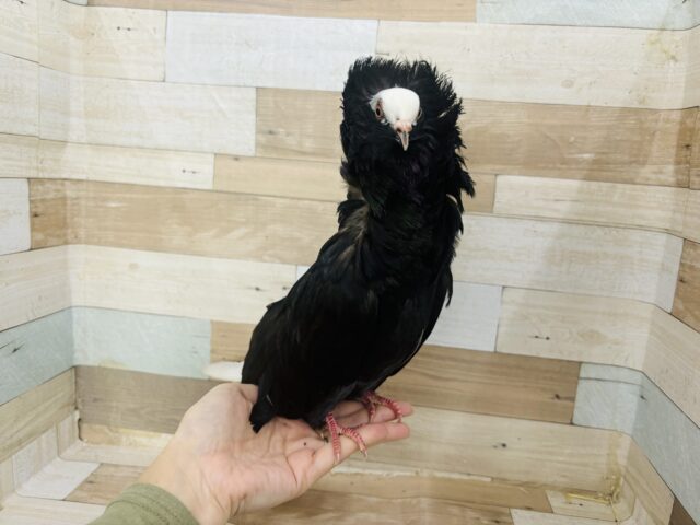 ゴージャス襟巻き！ジャコビン鳩