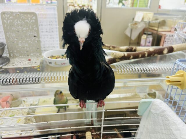 ジャコビン鳩