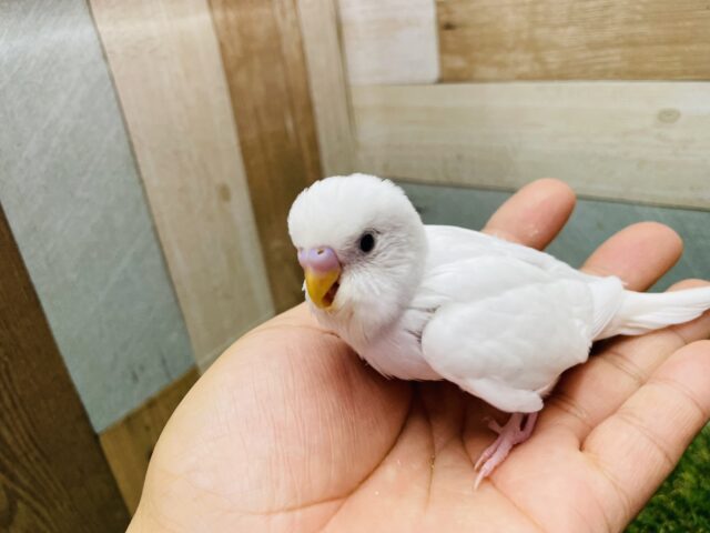 セキセイインコ