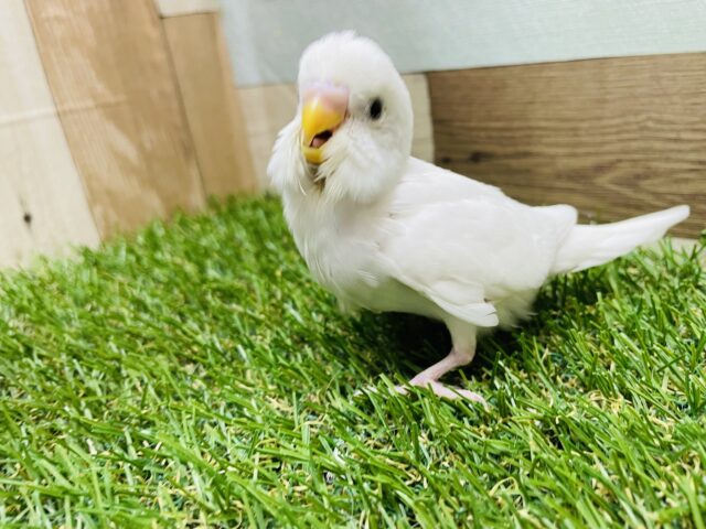 セキセイインコ