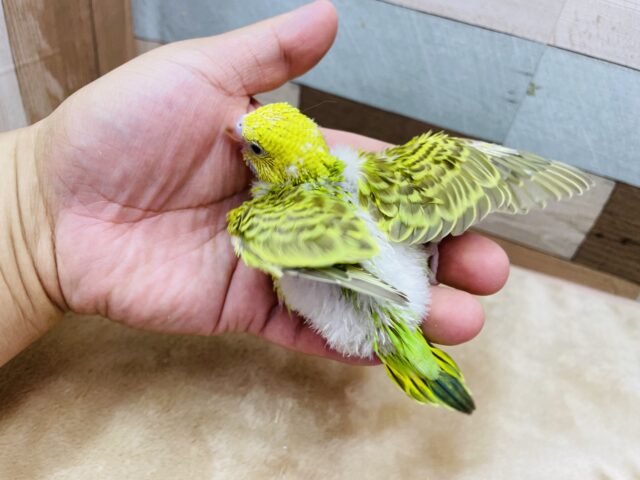 セキセイインコ