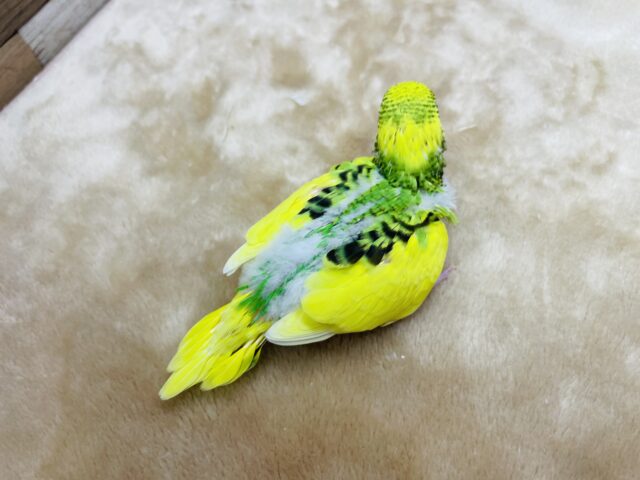 セキセイインコ