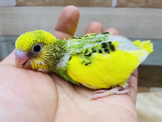 セキセイインコ