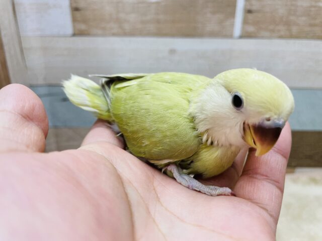 コザクラインコ（小桜インコ）