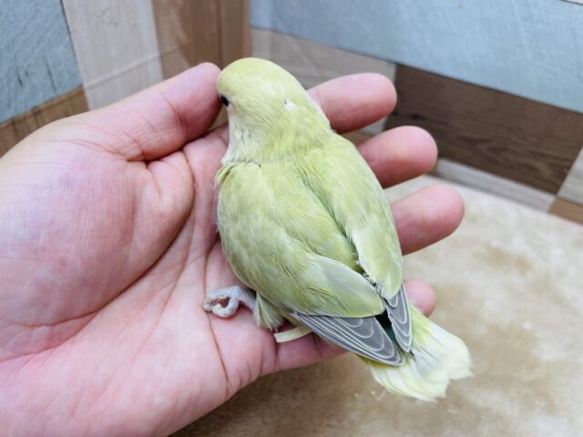 コザクラインコ（小桜インコ）