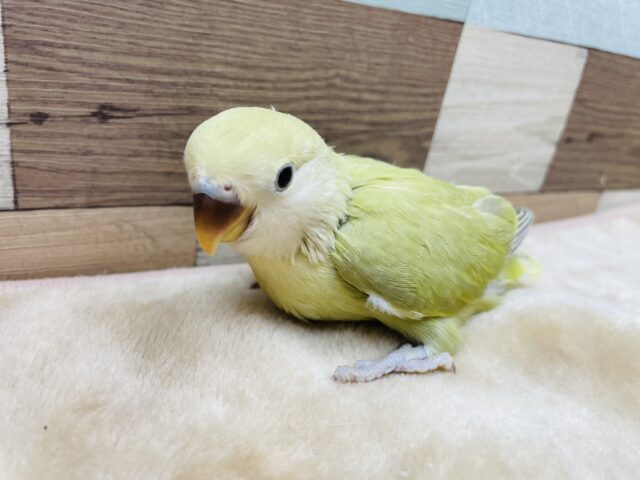 コザクラインコ（小桜インコ）