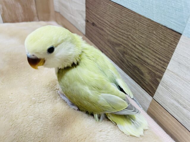 コザクラインコ（小桜インコ）