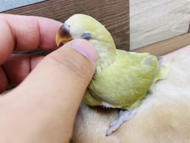 コザクラインコ（小桜インコ）