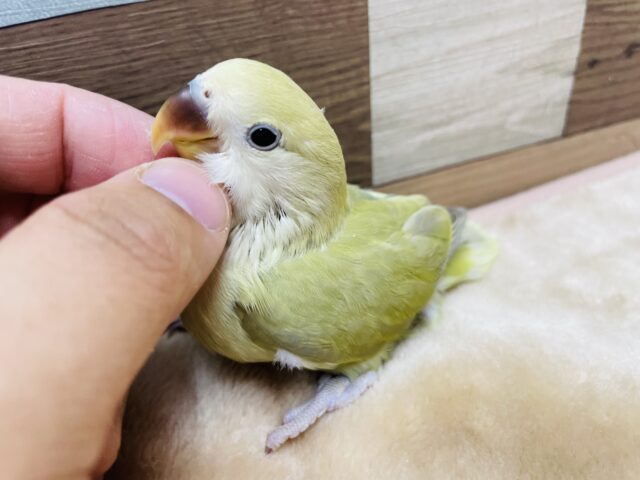 コザクラインコ（小桜インコ）