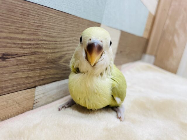 最新画像あります♪優しいお色の癒しフェイス〜☺️コザクラインコのシナモン系！！