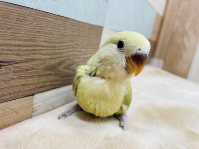 コザクラインコ（小桜インコ）